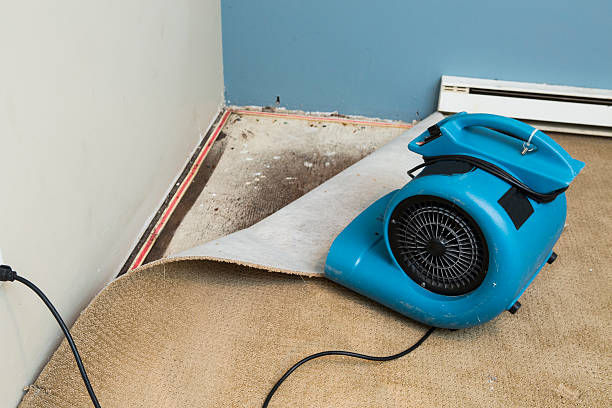 Best Carpet water damage restoration  in Wheatland, WY